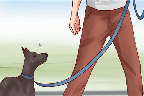 Train Your Pet to Obey Commands: Expert Tips for Pet Care