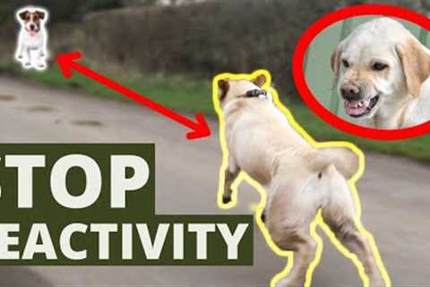 Stop Dogs Reactive Behavior On Leash