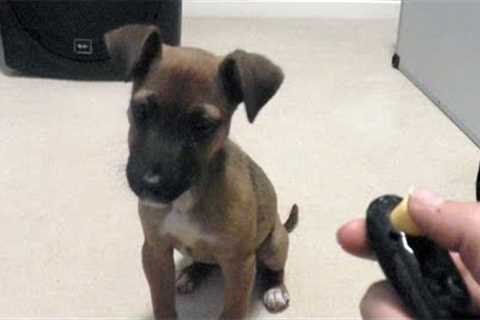 Puppy''s first clicker training lesson
