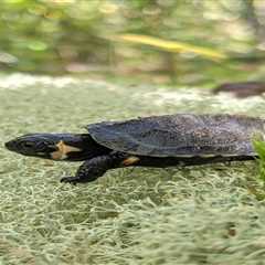 Small Turtles, Big Future: Southern Population of the Bog Turtle