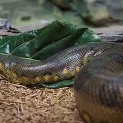 Milwaukee County Zoo Welcomes Olive The Green Anaconda