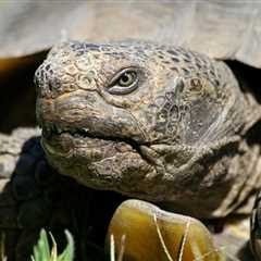 California Desert Tortoise Mojave Maxine To Emerge From Burrow, Signaling Spring