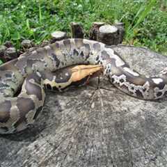 Herp Photo of the Day: Short Tail Python
