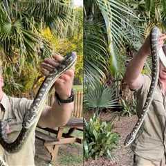 Robert Irwin Saves Snake Stuck In Fence At Australia Zoo