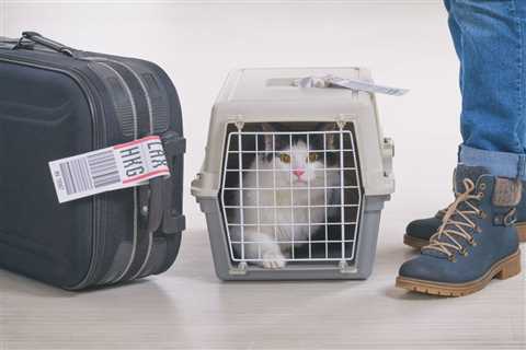 Airlines That Allow Cats In-Cabin