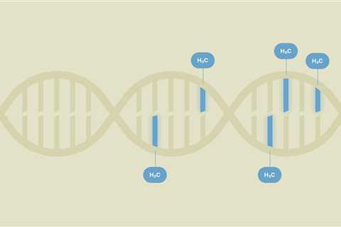 What is DNA methylation and how does it help us understand longevity?