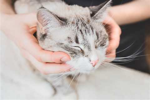 Chiropractic Care For Cats: The Complete Guide