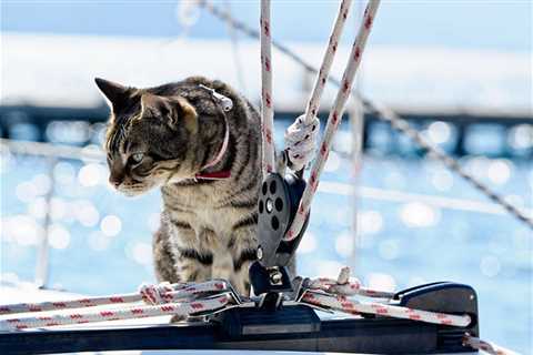 Cats on Sailboats – How Safe Is It? Is the Trend Here to Stay?