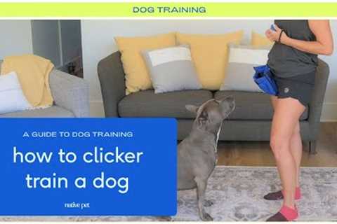 Expert Tips on Clicker Training for Dogs
