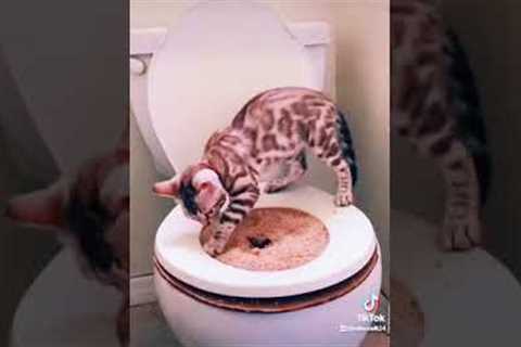 Train your cat to go to the toilet in the right place  | Cute cats | Pets Z