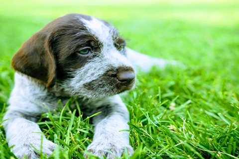 Grooming Your Wirehaired Pointing Griffon Puppy: Tips and Tricks for a Healthy Coat