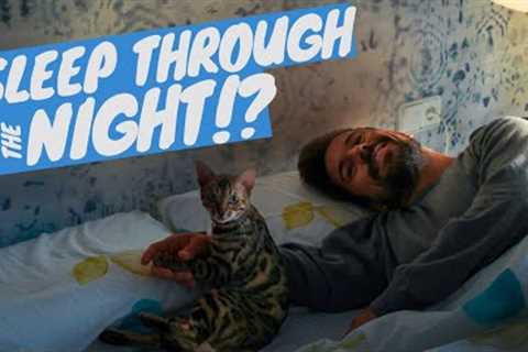 What to do if my cat doesn''t let me sleep? - TRAIN YOUR CAT TO SLEEP