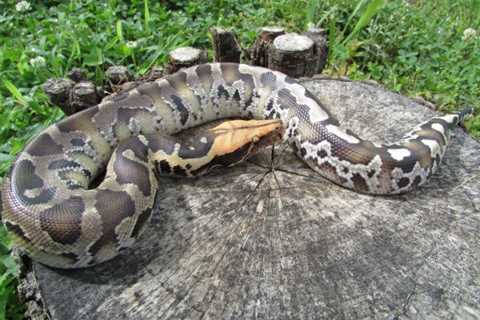 Herp Photo of the Day: Short Tail Python