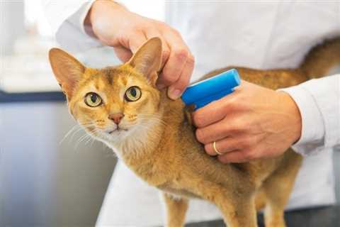 Why Cats Should Be Microchipped or Wear Collars: Important Safety Tips
