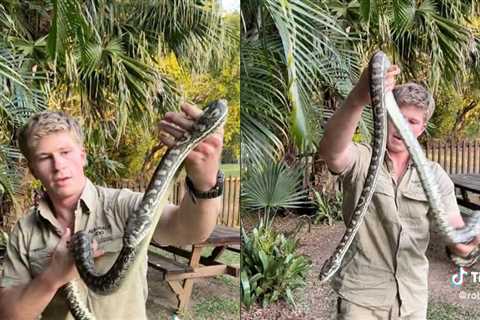 Robert Irwin Saves Snake Stuck In Fence At Australia Zoo