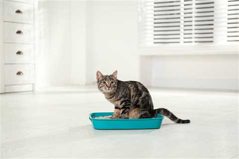 Home Remedies for Cat Constipation
