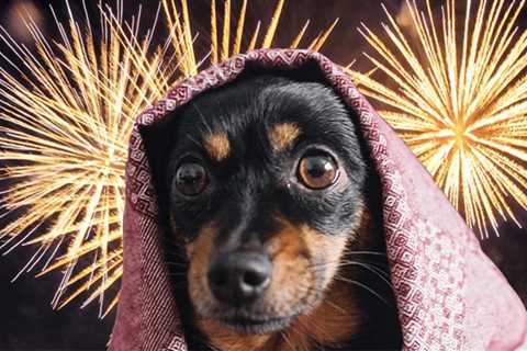 How To Prepare Your Pets For The Fourth of July Fireworks