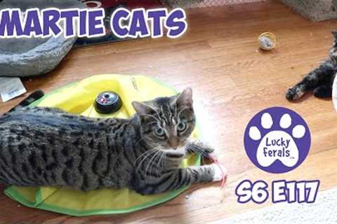Smartie Cats | S6 E117 | Training A Family Of Feral Kittens - Lucky Ferals Cat Videos