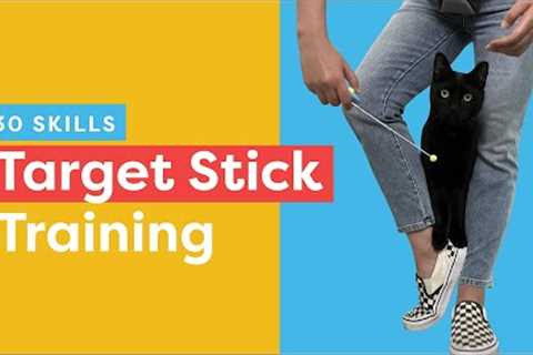 Target Stick Training: 30 Skills To Teach Your Cat
