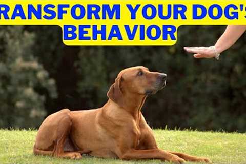 Effective Dog Training Techniques to Transform your Dog Behavior: Science Explained