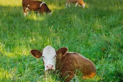 Growth in Grass-Fed Organic Dairy