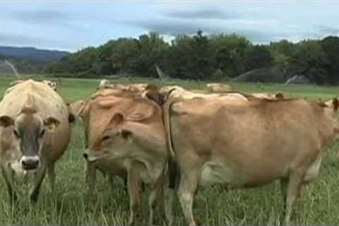 J J''s Jerseys Organic Dairy Farm - New Sustainable Today Part 4 Episode 1303