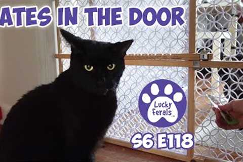 Gates In The Door | S6 E118 | Training Feral Cats - Lucky Ferals Cat Vlog