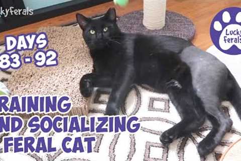 Training And Socializing A Feral Cat * Part 11 * Days 83 - 92 * Cat Video Compilation