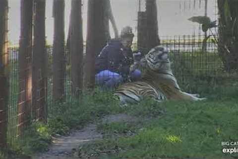 My interview with Brittany. Dutchess tiger at Big Cat Rescue.