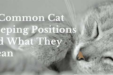 15 Common Cat Sleeping Positions and What They Mean
