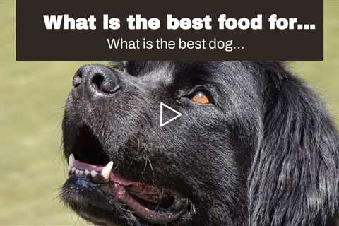 What is the best food for Newfoundlands dogs?