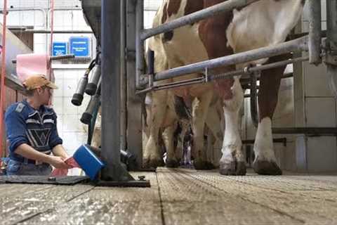 POV Morning Barn Chores on Our Small Dairy Farm