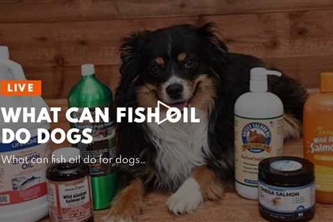 What can fish oil do dogs