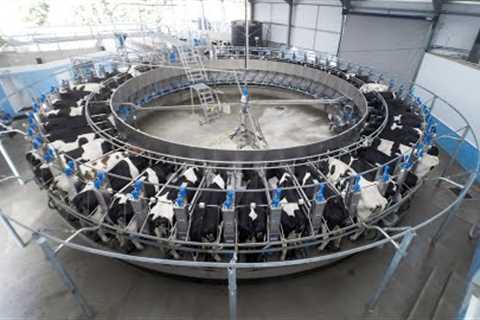 Expanding dairy farm to 600 cows with new 54 Point Rotary