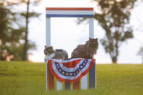The Mysterious History of the White House Cats: From Lincoln to Today!