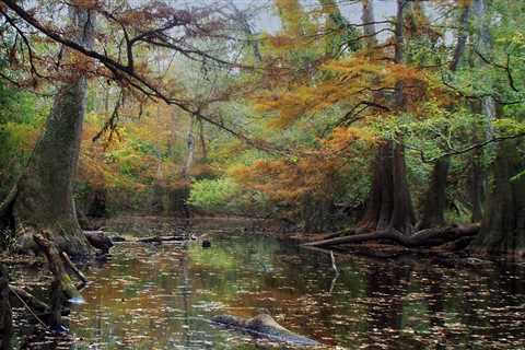 Crown Jewel of Louisiana’s Biodiversity: Conservation of the Pearl River Basin PARCA