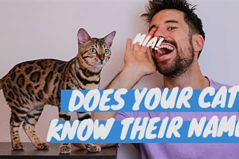 Does Your Cat Know Their Name? #Shorts
