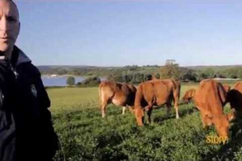 How We Farm Our Beef : Story Organic