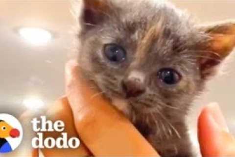 Guy Thinks He Can Train His Kitten — He''s In For A Surprise | The Dodo