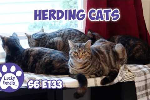 Herding Cats, Third Day Out Of The Room | S6 E133 | Training Feral Cats