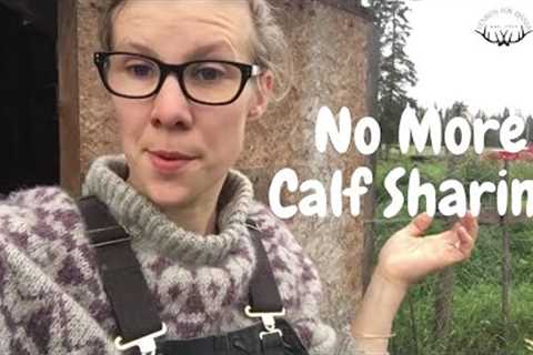 Why I''ll Never Calf Share Again...{The Schat Show}