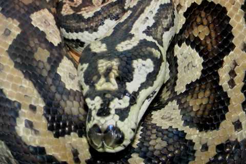 Herp Photo of the Day: Carpet Python