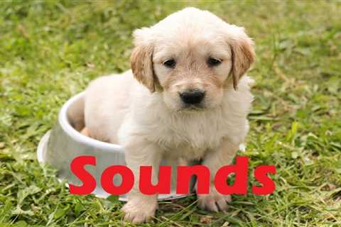 How to Make Your Puppy Make More Appropriate Puppy Sounds