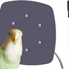 Does My 10-Year-Old Parrotlet Need a Warmer in His Birdcage?