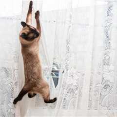 How To Stop Your Cat From Climbing The Curtains: 4 Possible Ways