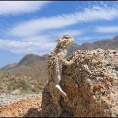 Herp Photo of the Day: Horned Lizard