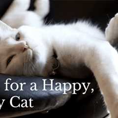10 Tips for a Happy, Healthy Cat