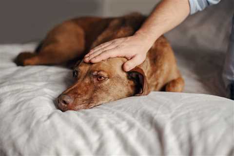 Signs of Cancer in Dogs: Warnings to Watch For