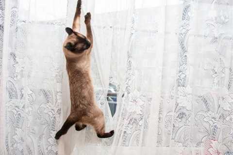 How To Stop Your Cat From Climbing The Curtains: 4 Possible Ways
