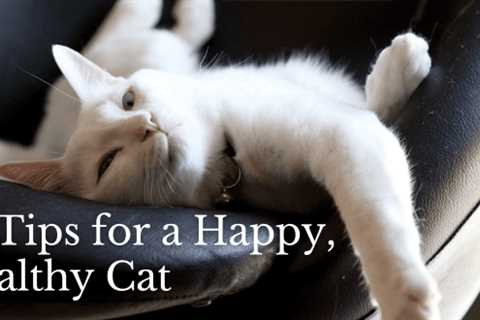 10 Tips for a Happy, Healthy Cat